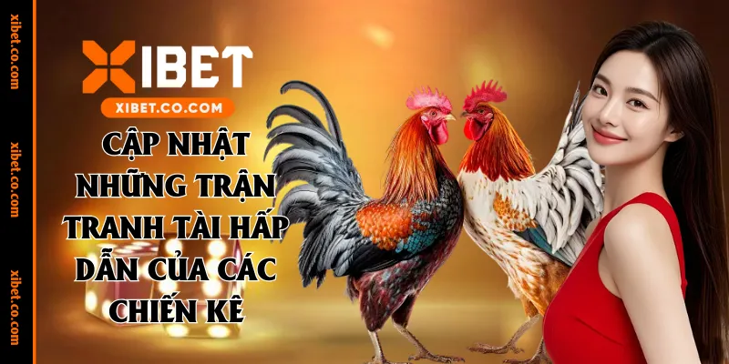 Cập nhật những trận tranh tài hấp dẫn của các chiến kê